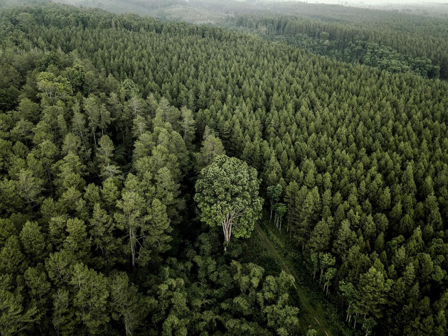 Ijen Resort And Villas - The Hidden Paradise Баньювангі Екстер'єр фото