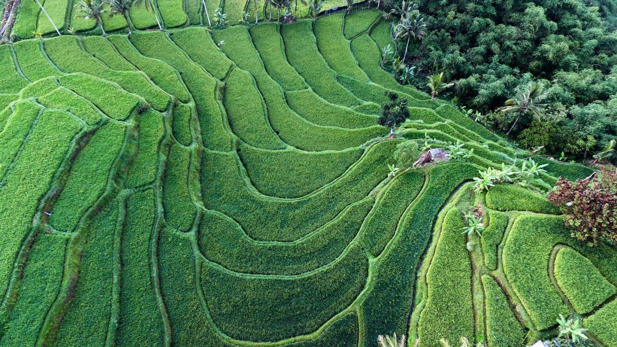 Ijen Resort And Villas - The Hidden Paradise Баньювангі Екстер'єр фото